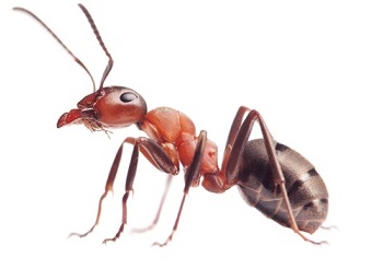 Bakersfield Ants
