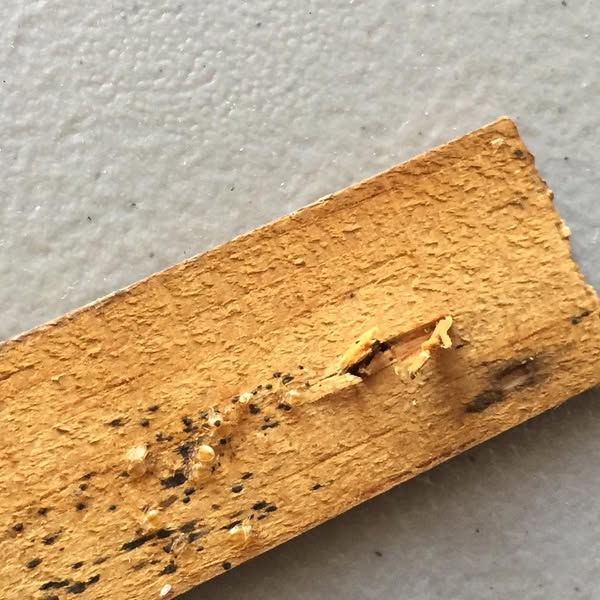 Be cautious with bedbugs! Used furniture, a used mattress, used clothes, and even nice hotels can spread them to your homes