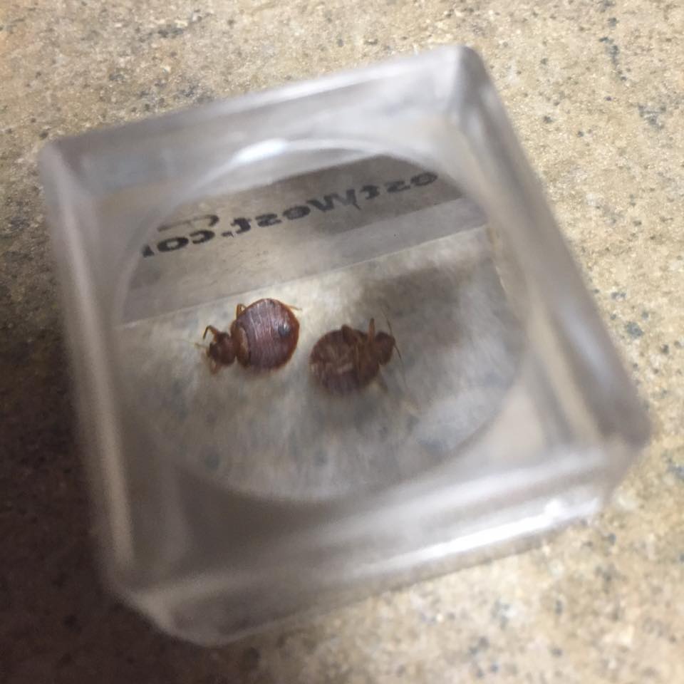 Adult size bedbug 1/4 inch or about the size of an apple seed