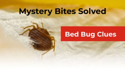 What Does Bed Bug Bites Look Like?