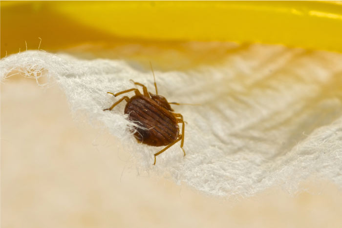 Adult bed bug, a reddish-brown insect, hiding in the crevice of a white mattress and yellow piping, showing where they shelter during the day
