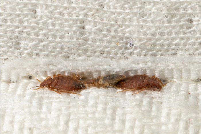 Multiple bed bugs and a small, translucent bed bug nymph hidden and feeding in the seam of a white mattress, illustrating a hidden infestation.