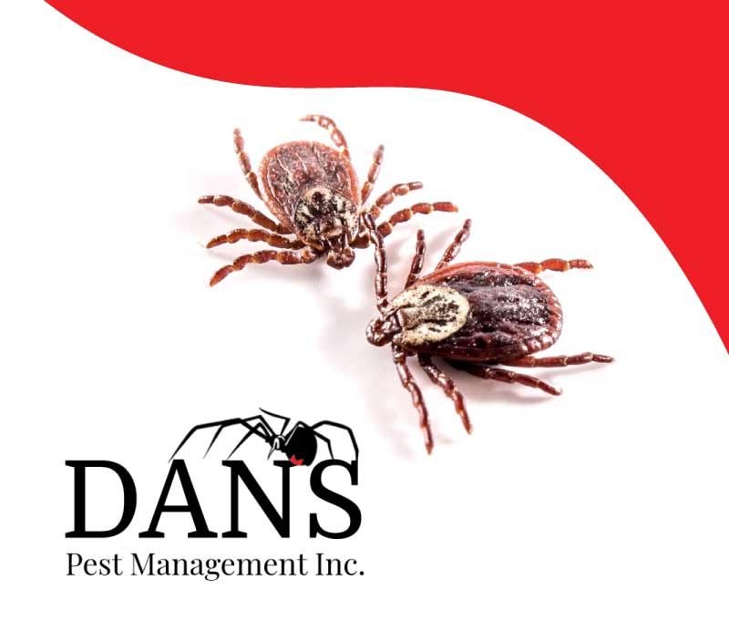 High-resolution image of two ticks displayed next to the Dan's Pest Management Inc. logo, highlighting the danger of ticks and the need for professional pest control.