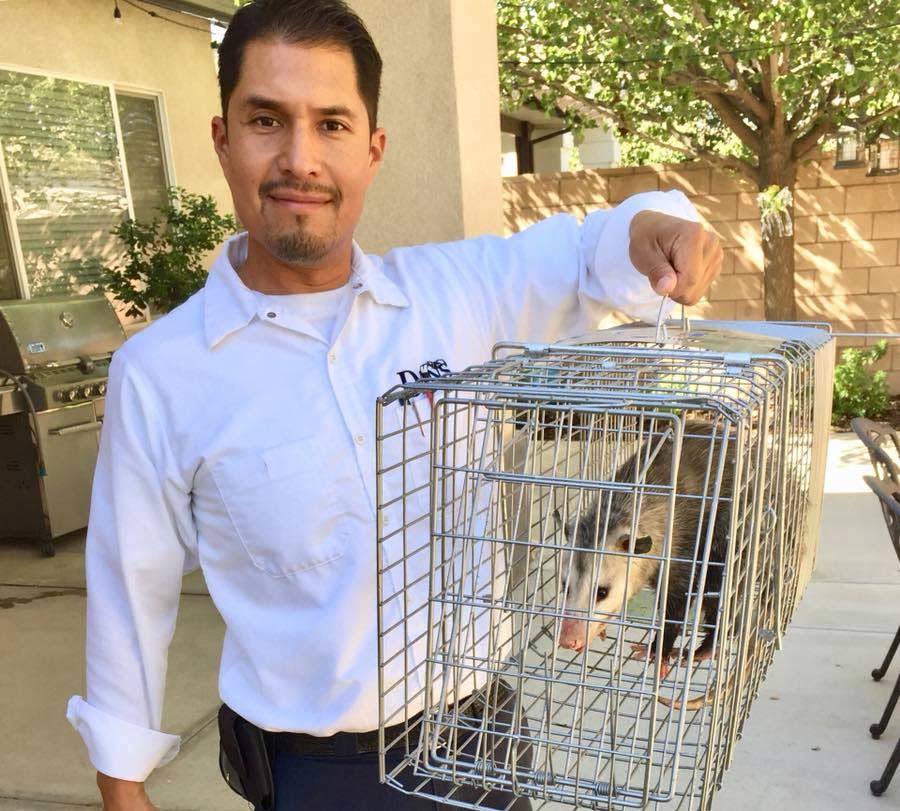 Owner Danny Hernandez of Dan's Pest Management holding a professional humane trap containing a captured opossum during a pest control in delano, calfornia